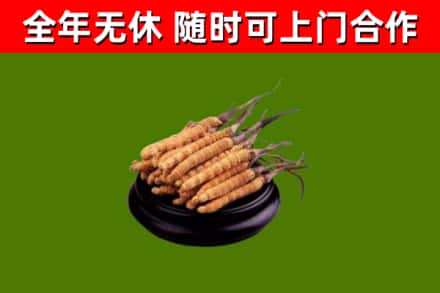牧野烟酒回收冬虫夏草.jpg