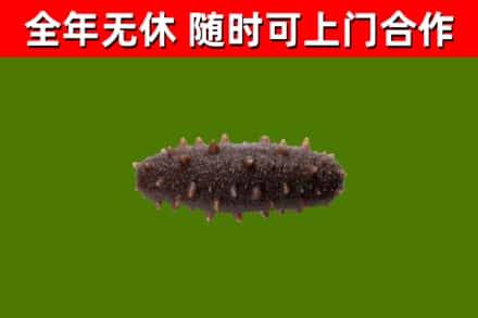 牧野回收海参干